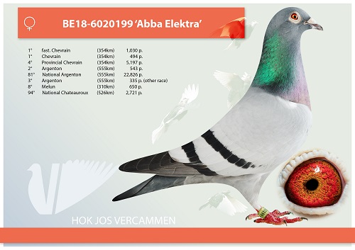 1° Sermaises (362km) against 1,838 birds | Hok Jos Vercammen